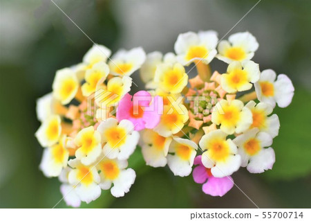 Lantana 55700714