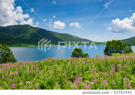 夏天的野澤湖 55701445
