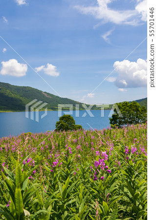 柳樹蘭花 柳樹蘭花 55701446