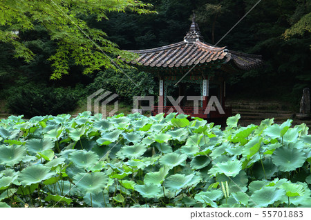昌德宮皇宮昌德宮韓國花園韓國傳統韓國旅遊目的地 昌德宮皇宮昌德宮韓國花園韓國傳統韓國旅遊目的地 55701883