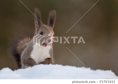 Ezolith in the snow 55701933