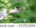 芝麻花 55701999