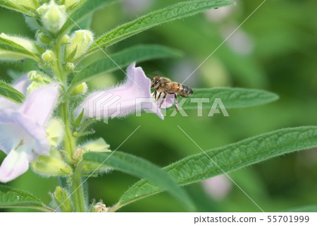 芝麻花 芝麻花 55701999