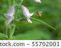 芝麻花 55702001