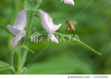 芝麻花 芝麻花 55702001