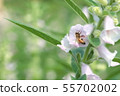芝麻花 55702002