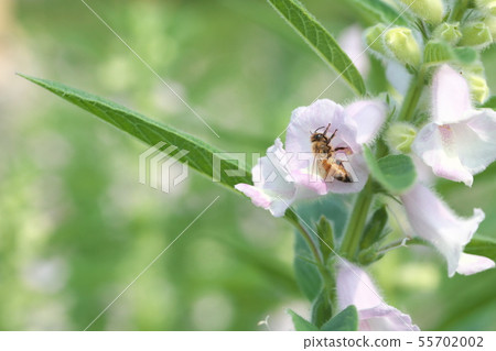 芝麻花 芝麻花 55702002