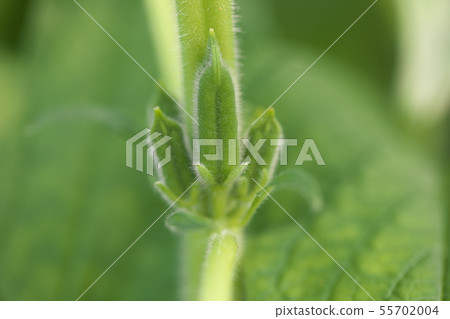 芝麻 芝麻 55702004