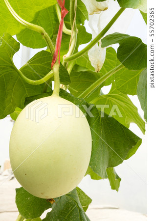 Fresh organic melon growing in a greenhouse farm 55702365