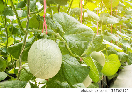 Fresh organic cantaloupe growing in a greenhouse 55702373