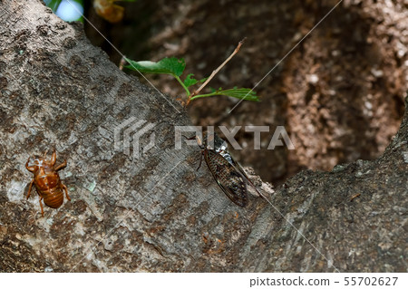 Brown cicada 55702627