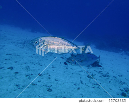 A pair of Indian silkworms, Barcheek trevally A pair of Indian silkworms, Barcheek trevally 55702885