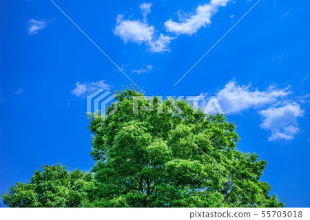 新鮮的綠色樹和雲彩 55703018