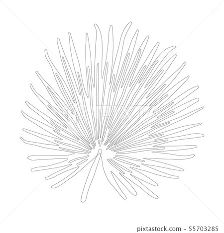 Palm tree leaf black outline on white background 55703285