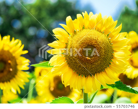 sunflower sunflower 55703746