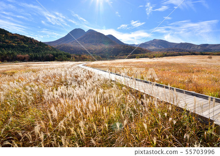 Mt. Mitsumata 1745m從Kuju Chojahara Tadahara濕地秋天風景Tadehara濕地自然研究路Akiiro Kuju山脈 55703996