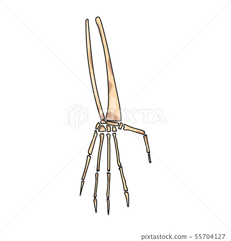 Hand Bone with Detail Vector Illustration - Stock Illustration ...