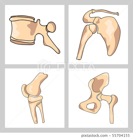 Hand drawn realistic human bones. Vector illustration 55704155
