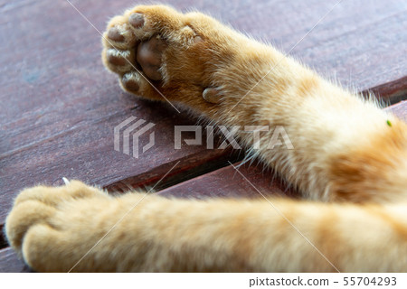 悠閒的貓 Leisurely Cat のんびりとしている猫 55704293