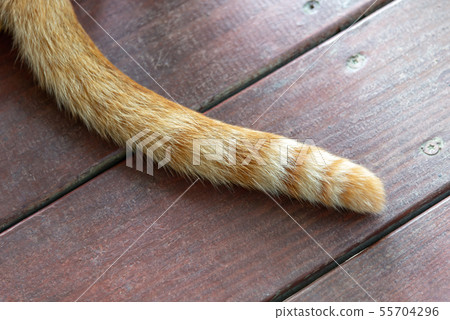 悠閒的貓 Leisurely Cat のんびりとしている猫 悠閒的貓 Leisurely Cat のんびりとしている猫 55704296