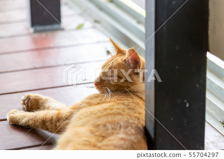 悠閒的貓 Leisurely Cat のんびりとしている猫 悠閒的貓 Leisurely Cat のんびりとしている猫 55704297