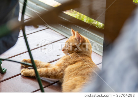 Leisurely Cat Leisurely Cat Leisurely Cat Leisurely Cat 55704298