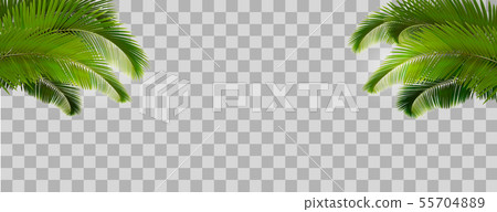 Tropical Palm Leaves On Transparent Background Stock Illustration