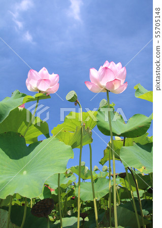 蓮花（栃木縣摩卡市） 55705148