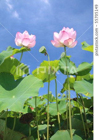 蓮花（栃木縣摩卡市） 55705149