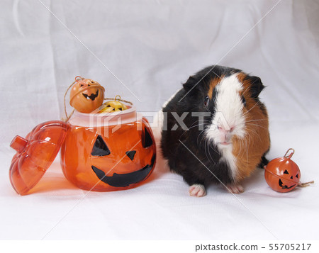 豚鼠和萬聖節 55705217