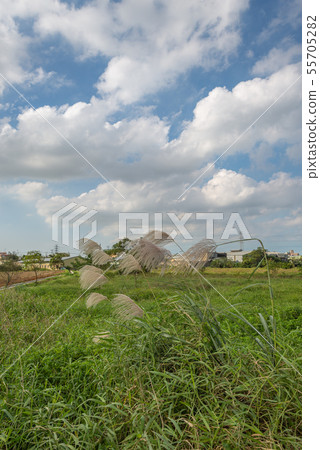 雲 雲の形状 cloud shape 雲朵 天空 55705282