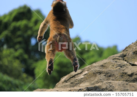 Monkey / Jump Monkey / Jump 55705751