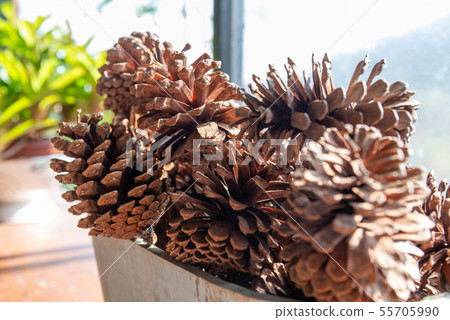 球果 Conifer cone 毬果 花 球花 植物 庭院 裸子植物 55705990