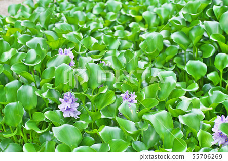 淺蘭的鳳眼蘭花 淺蘭的鳳眼蘭花 55706269