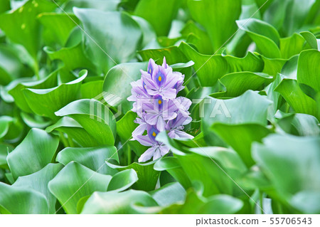 淺蘭的鳳眼蘭花 淺蘭的鳳眼蘭花 55706543
