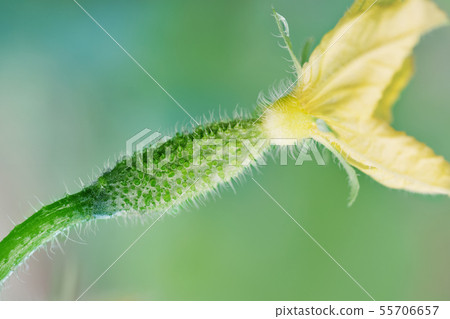 Young little cucumber with yellow flower macro photo Young little cucumber with yellow flower macro photo 55706657