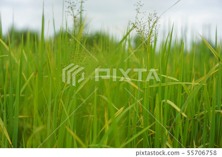 Green rice plant pattern background 55706758