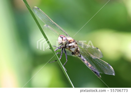 蜻蜓季節 照片素材 圖片 圖庫