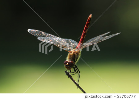 蜻蜓季節 照片素材 圖片 圖庫
