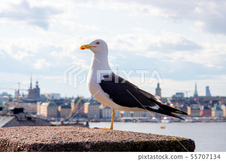Seagull at the bridge with ocean at Stockholm Seagull at the bridge with ocean at Stockholm 55707134