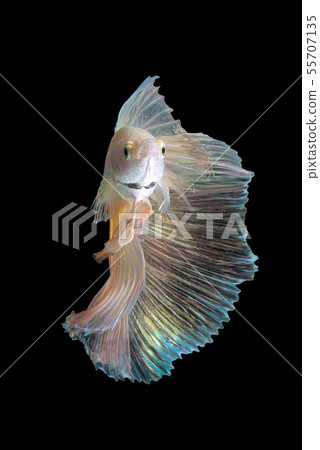 Close up art movement of Siamese fighting fish Close up art movement of Siamese fighting fish 55707135
