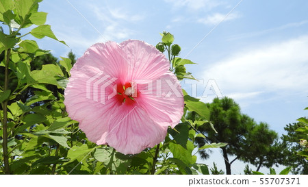 American fly 55707371