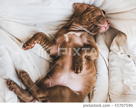 Charming puppy, lying on a white rug Charming puppy, lying on a white rug 55707590