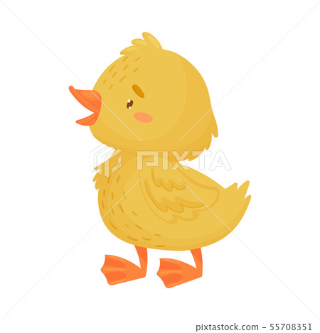 Cute yellow duckling is standing. Vector illustration on a white background. 55708351
