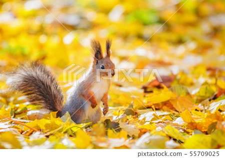 Portrait of cute squirrel sitting on the ground among the many fallen yellow maple leaves in the 55709025