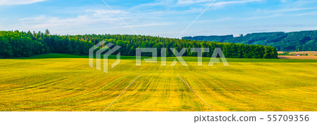Green spring field on sunny day. Panoramic shot Green spring field on sunny day. Panoramic shot 55709356