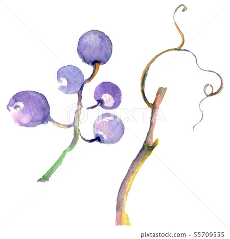 Grape berry healthy food in a watercolor style isolated. Watercolor background set. Isolated fruit Grape berry healthy food in a watercolor style isolated. Watercolor background set. Isolated fruit 55709555