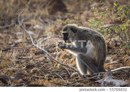 Vervet monkey in Kruger National park, South 55709832