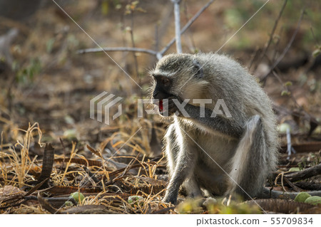 Vervet monkey in Kruger National park, South Vervet monkey in Kruger National park, South 55709834
