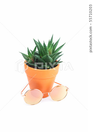 Zine type catctus in pot with sunglasses isolated 55710203